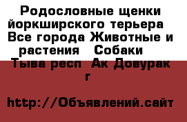 Родословные щенки йоркширского терьера - Все города Животные и растения » Собаки   . Тыва респ.,Ак-Довурак г.